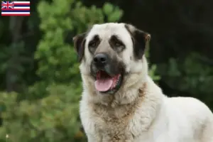 Read more about the article Kangal breeders and puppies in Hawaii