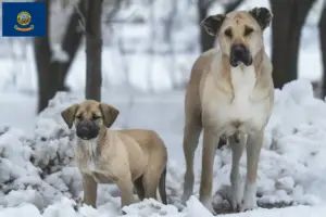 Read more about the article Kangal breeders and puppies in Idaho