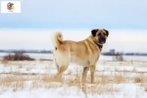 Read more about the article Kangal breeders and puppies in Illinois