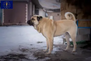 Read more about the article Kangal breeders and puppies in Indiana