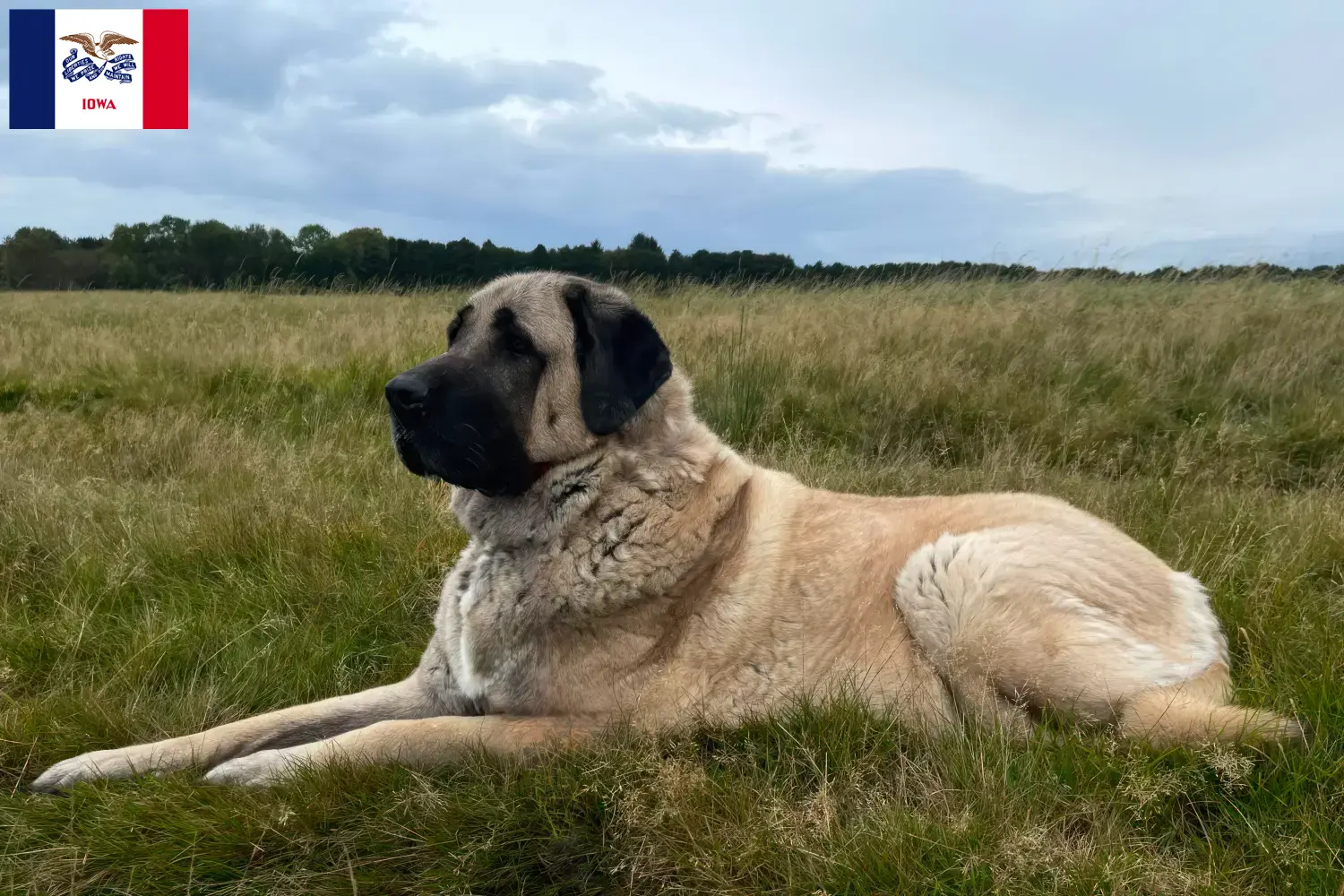Kangal puppies and breeders Iowa Find Kangals breeders in Iowa.