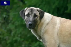 Read more about the article Kangal breeders and puppies in Kentucky