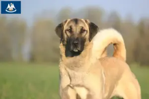 Read more about the article Kangal breeders and puppies in Louisiana