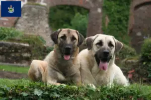 Read more about the article Kangal breeders and puppies in Maine