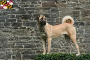 Read more about the article Kangal breeders and puppies in Maryland