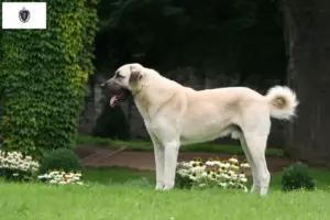 Read more about the article Kangal breeders and puppies in Massachusetts