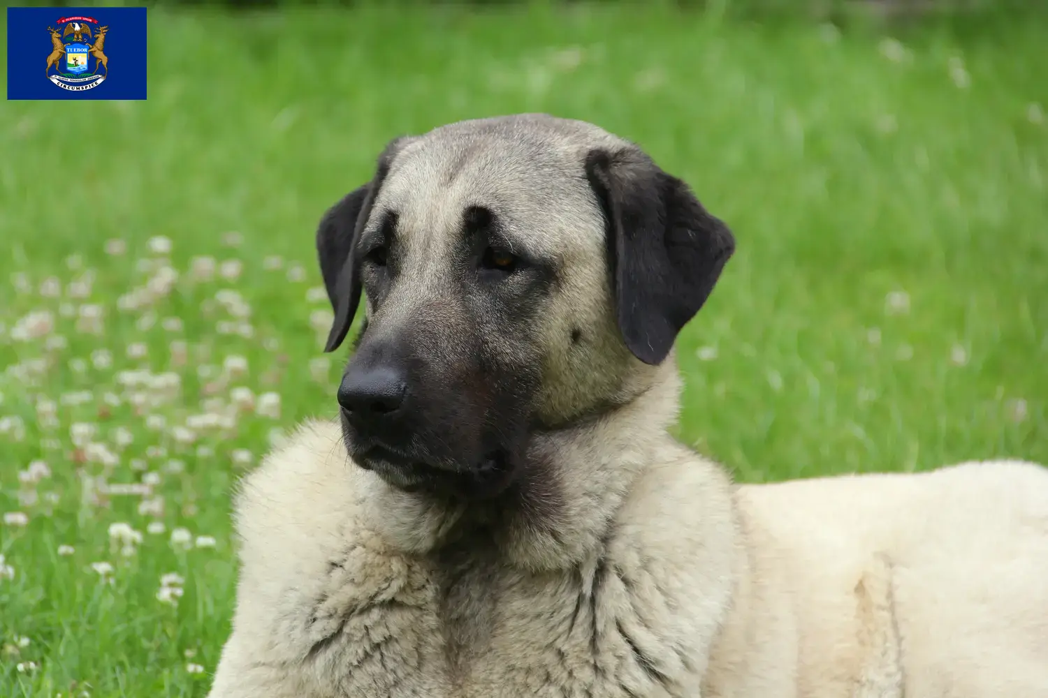Kangal puppies and breeders Michigan Find Kangals breeders in Michigan.