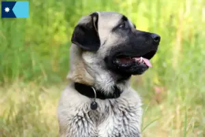 Read more about the article Kangal breeders and puppies in Minnesota