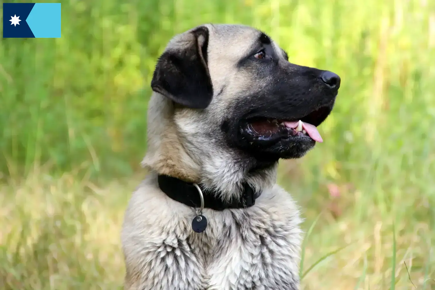 Kangal puppies and breeders Minnesota Find Kangals breeders in Minnesota.