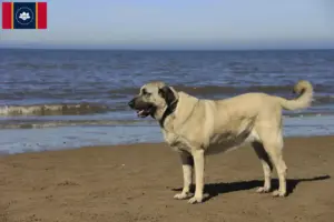 Read more about the article Kangal breeders and puppies in Mississippi