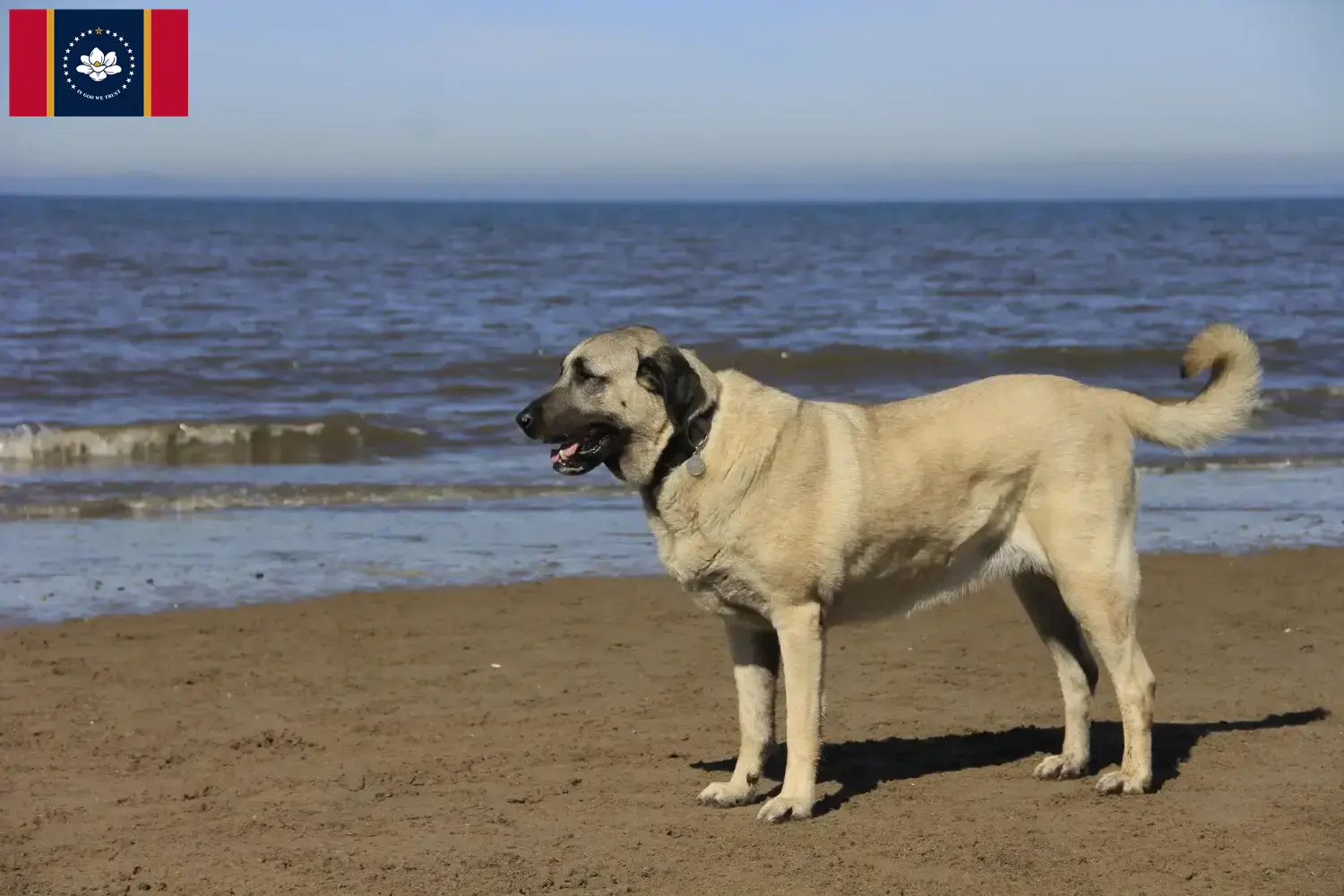 Kangal puppies and breeders Mississippi Find Kangals breeders in Mississippi.