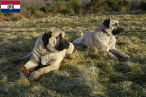 Read more about the article Kangal breeders and puppies in Missouri
