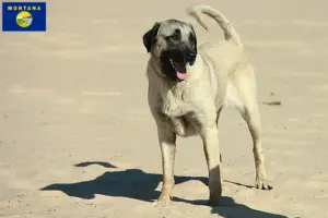 Read more about the article Kangal breeders and puppies in Montana