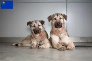 Read more about the article Kangal breeders and puppies in Nevada