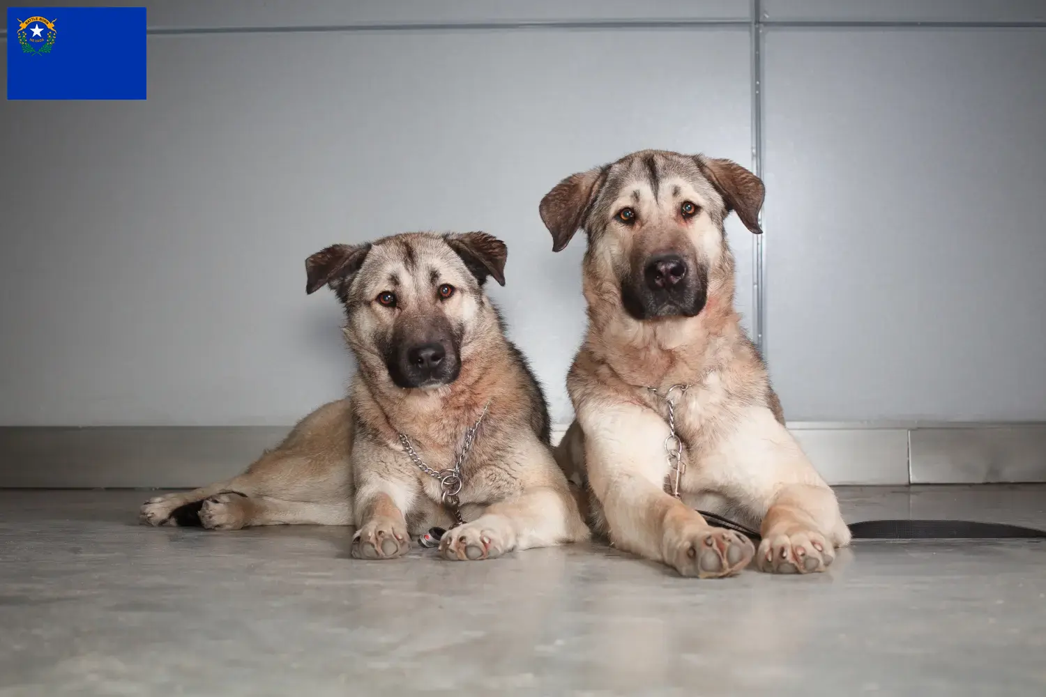 Kangal puppies and breeders Nevada Find Kangals breeders in Nevada.