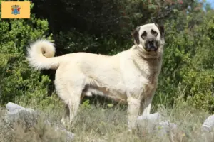 Read more about the article Kangal breeders and puppies in New Jersey