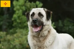 Read more about the article Kangal breeders and puppies in New Mexico