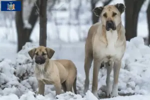 Read more about the article Kangal breeders and puppies in New York