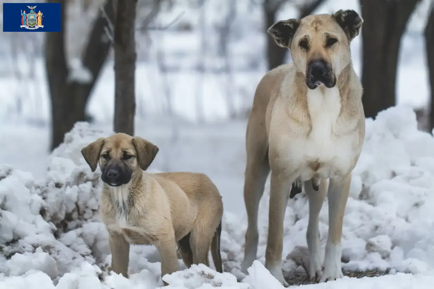 Kangal puppies and breeders New York Find Kangal breeders in New York here.