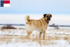 Read more about the article Kangal breeders and puppies in North Carolina
