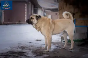 Read more about the article Kangal breeders and puppies in North Dakota