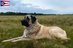 Read more about the article Kangal breeders and puppies in Ohio