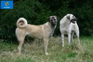 Read more about the article Kangal breeders and puppies in Oklahoma