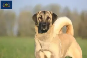 Read more about the article Kangal breeders and puppies in Pennsylvania