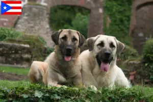 Read more about the article Kangal breeders and puppies in Puerto Rico
