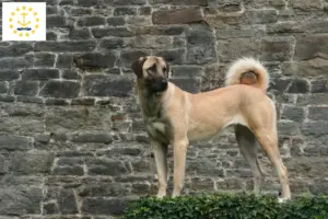 Read more about the article Kangal breeders and puppies in Rhode Island