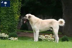 Read more about the article Kangal breeders and puppies in South Carolina