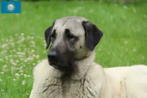 Read more about the article Kangal breeders and puppies in South Dakota