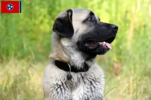 Read more about the article Kangal breeders and puppies in Tennessee