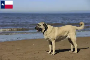Read more about the article Kangal breeders and puppies in Texas