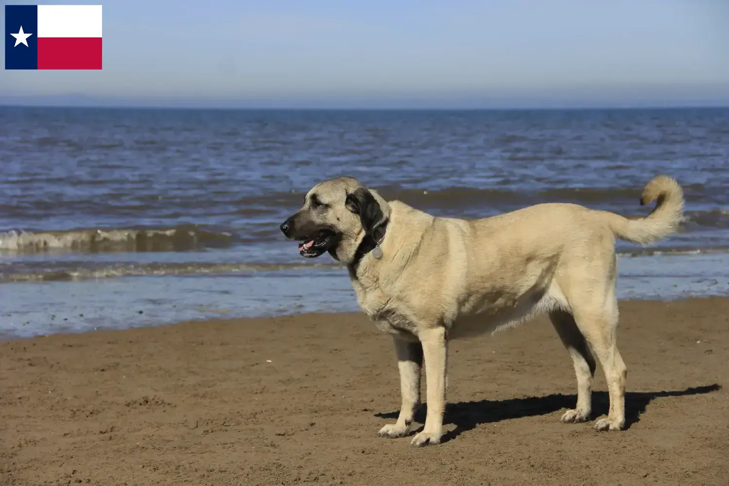 Kangal puppies and breeders Texas Find Kangals breeders in Texas.