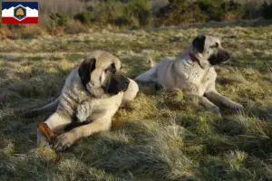 Read more about the article Kangal breeders and puppies in Utah