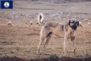 Read more about the article Kangal breeders and puppies in Virginia