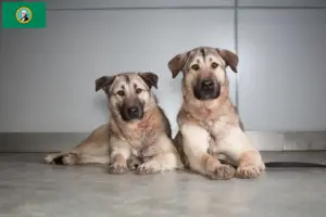Read more about the article Kangal breeders and puppies in Washington