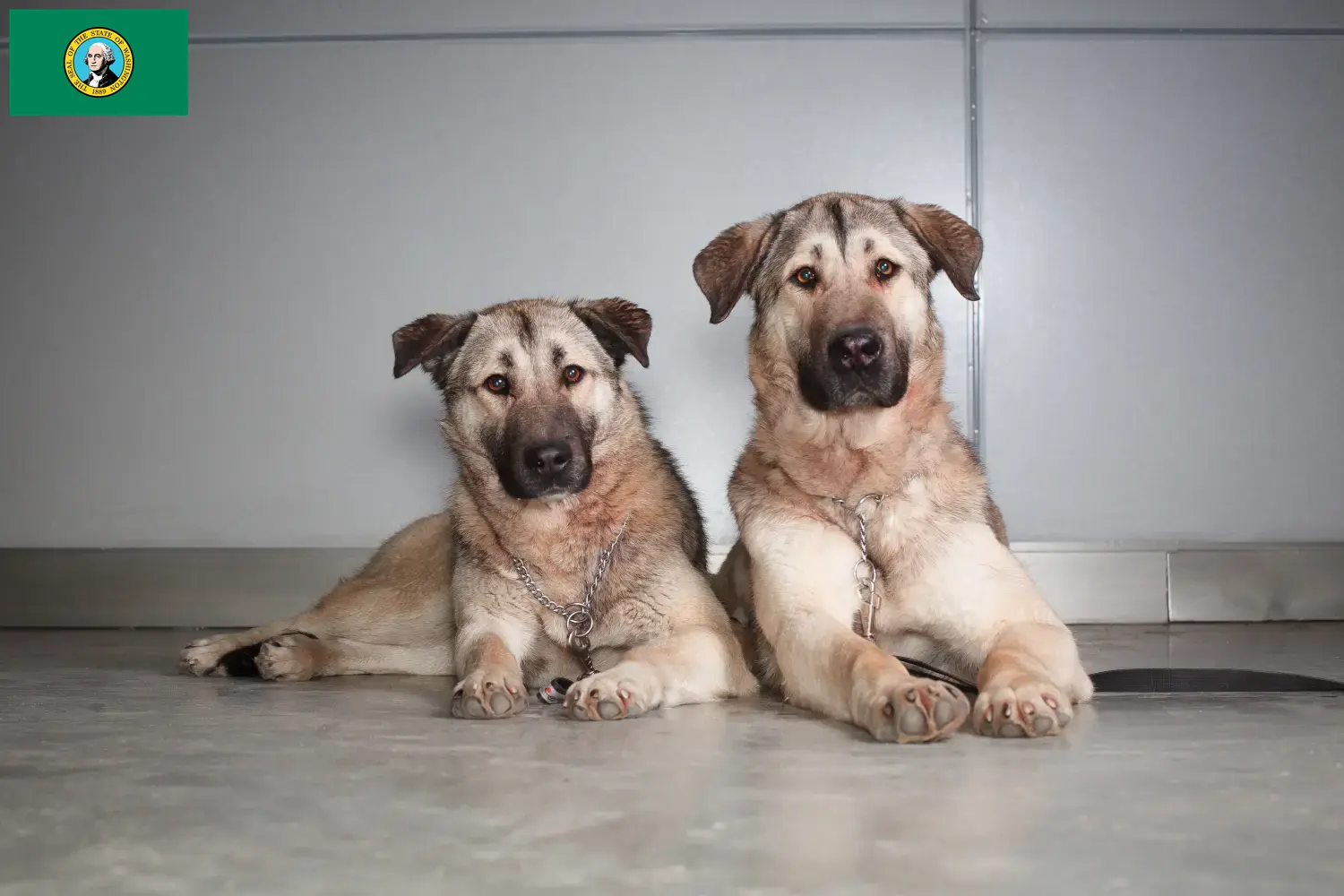 Kangal puppies and breeders Washington Find Kangal breeders in Washington here.
