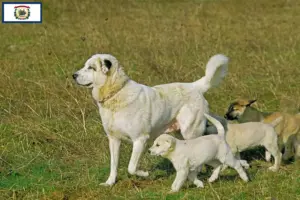 Read more about the article Kangal breeders and puppies in West Virginia