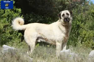 Read more about the article Kangal breeders and puppies in Wisconsin