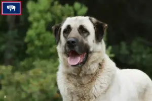 Read more about the article Kangal breeders and puppies in Wyoming