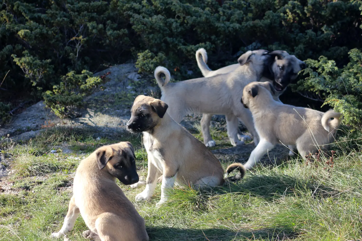 Buying a Kangal puppy means taking responsibility! Buy Kangal puppies.
