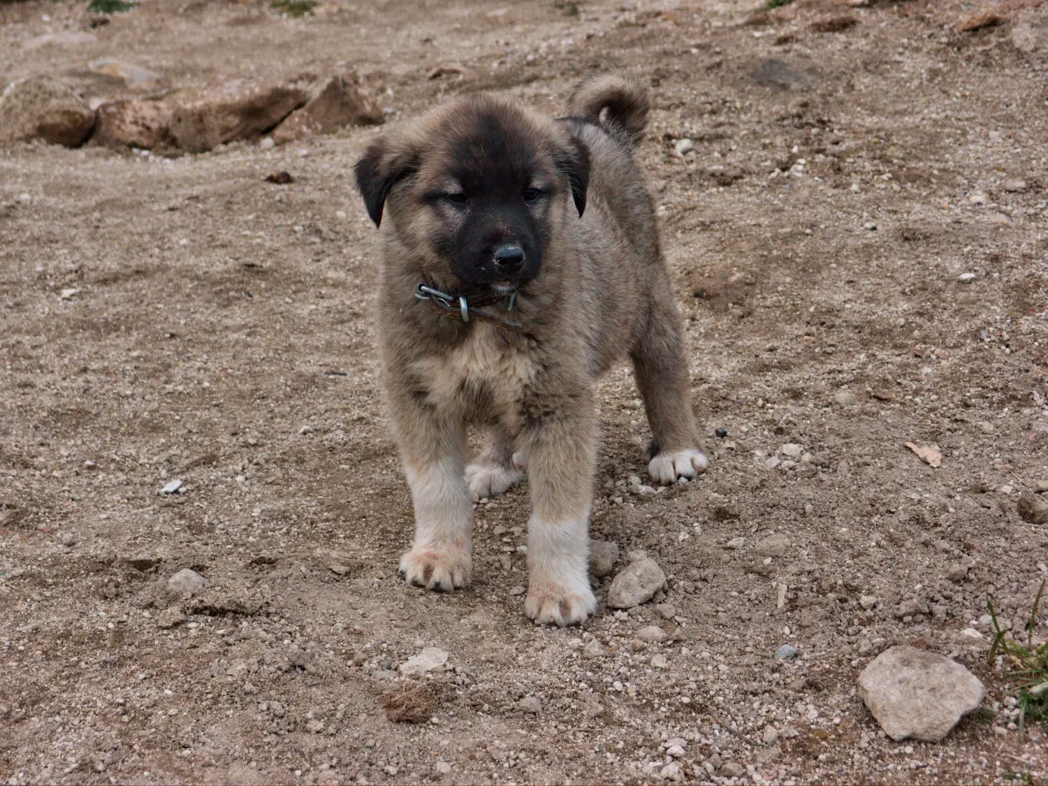 Buying a Kangal puppy means taking responsibility! Buy Kangal puppies.