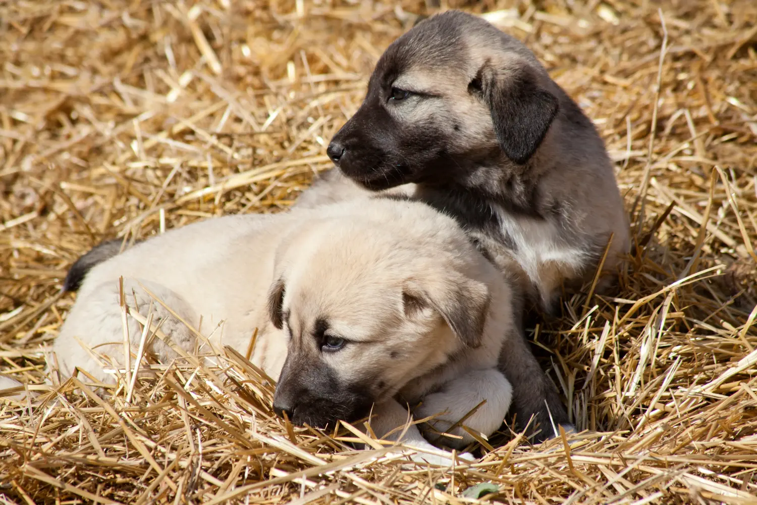 Buying a Kangal puppy means taking responsibility! Buy Kangal puppies.