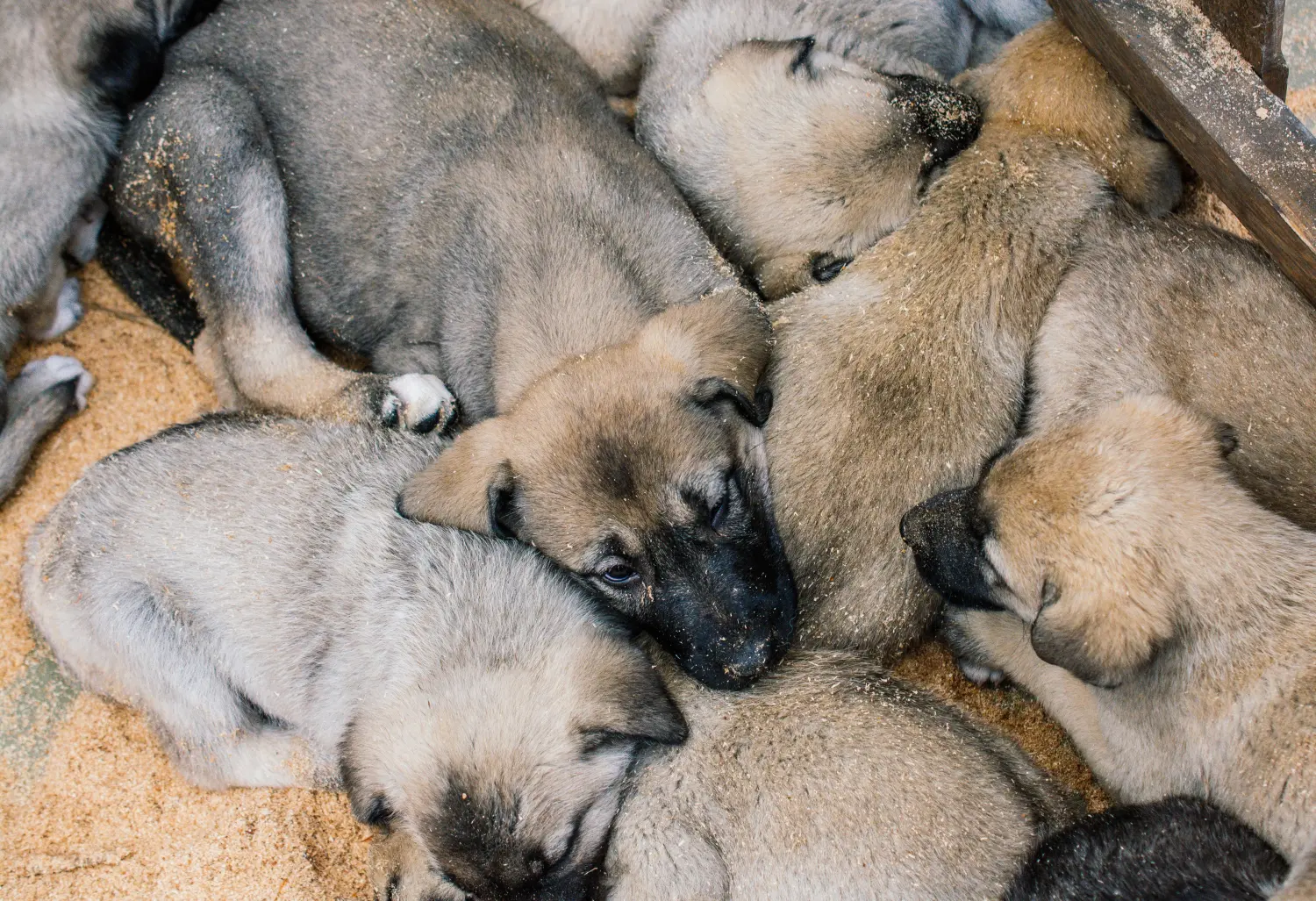Buying a Kangal puppy means taking responsibility! Buy Kangal puppies.