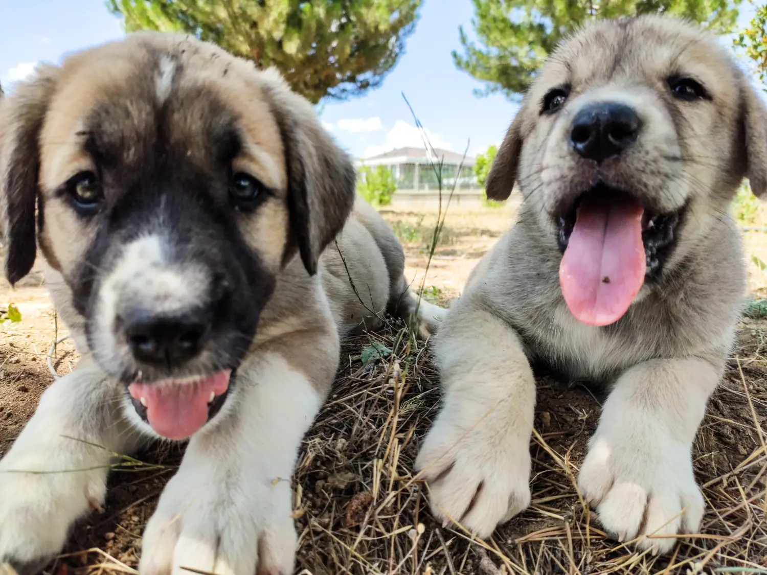 Buying a Kangal puppy means taking responsibility! Buy Kangal puppies.