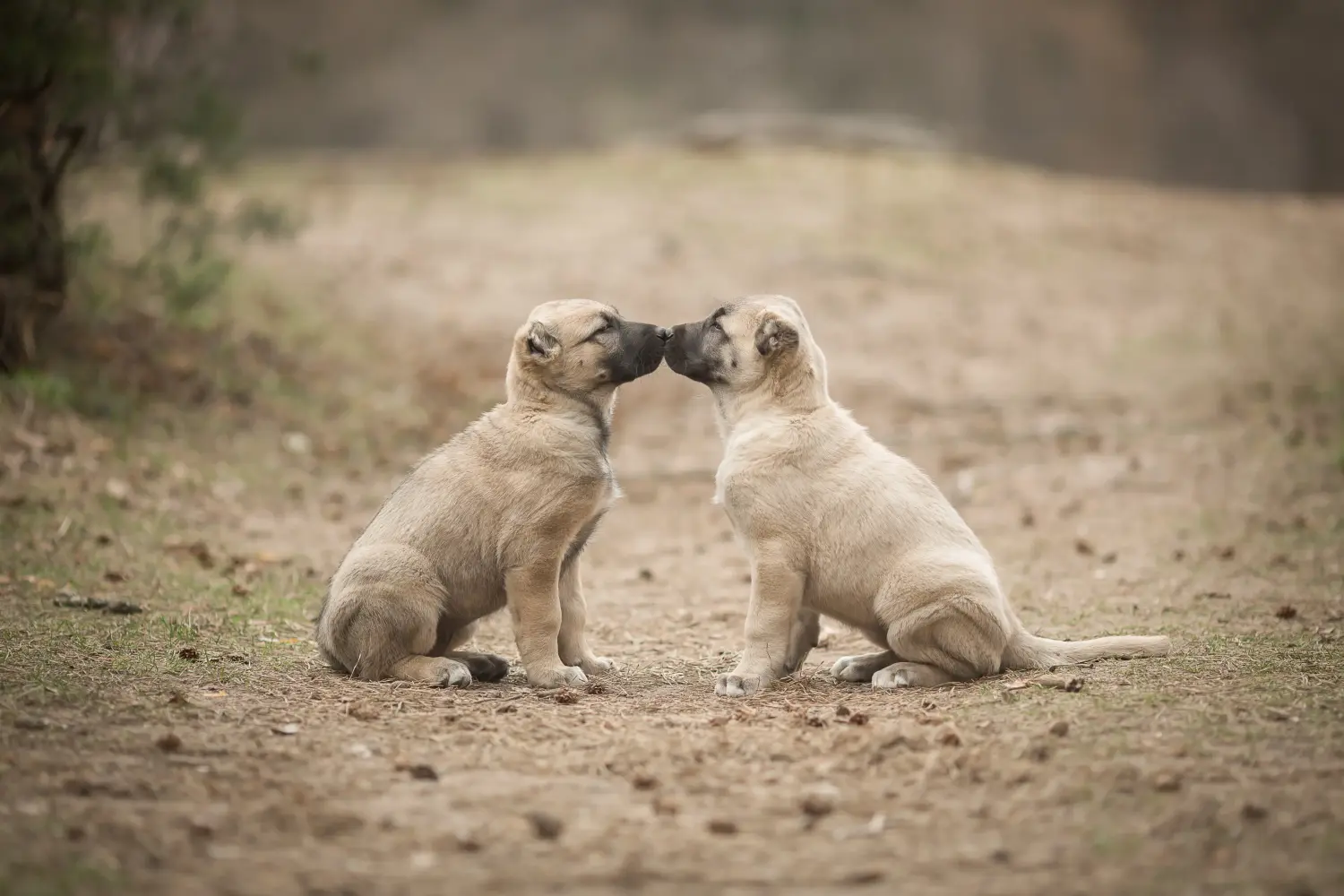 Buying a Kangal puppy means taking responsibility! Buy Kangal puppies.