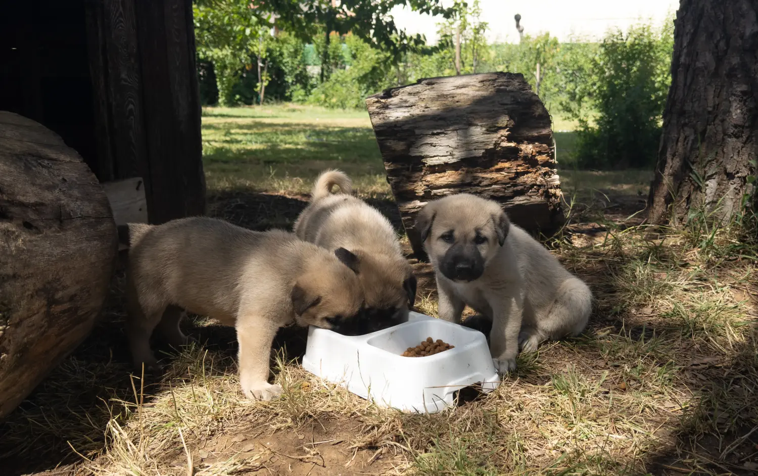 Buying a Kangal puppy means taking responsibility! Buy Kangal puppies.
