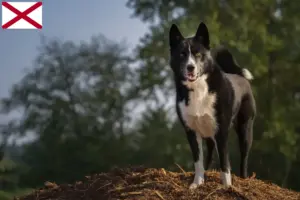 Read more about the article Karelian Bear Dog Breeder and Puppies in Alabama